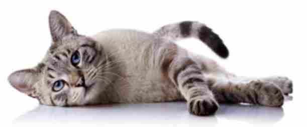 Lincolnshire Turst for Cats